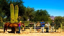 Cottonwood Tucson - Thumbnail 3