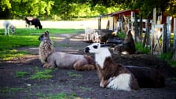 Dawn Farm - Thumbnail 4